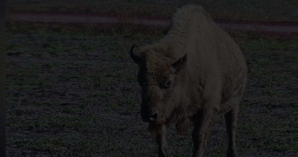 A buffalo with hump.